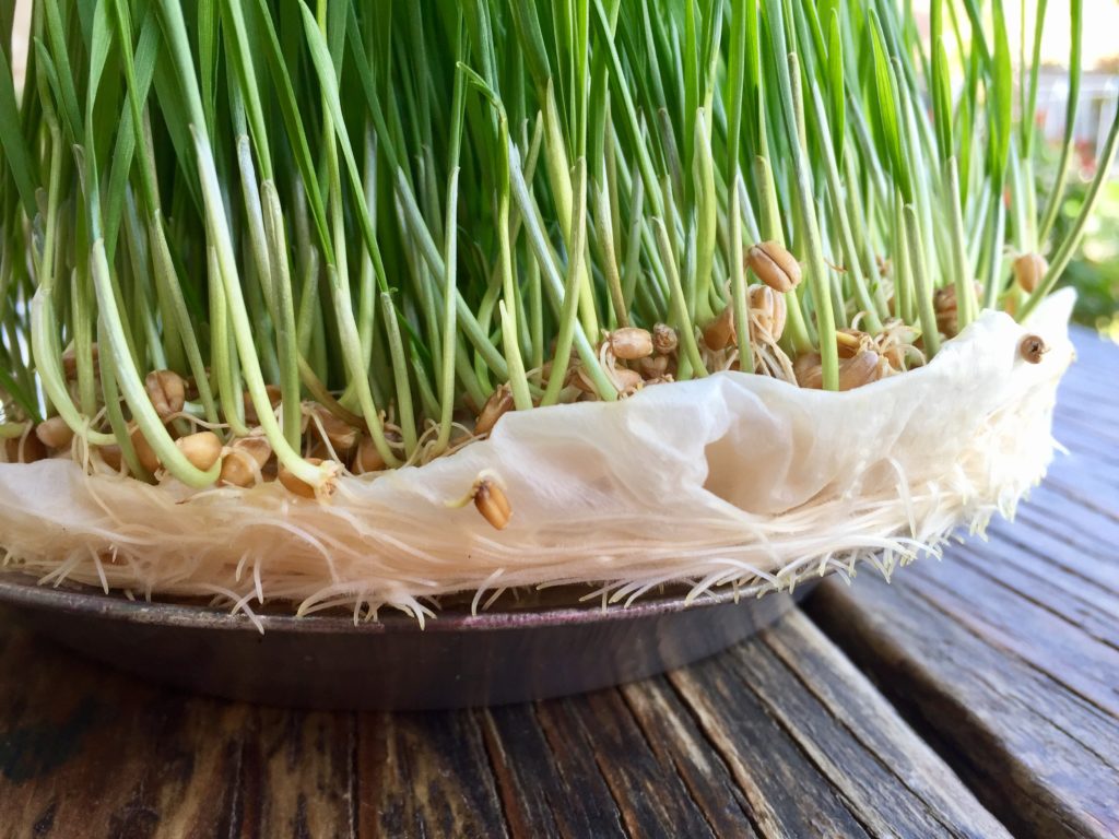 Cách trồng cỏ lúa mì bằng giấy ăn