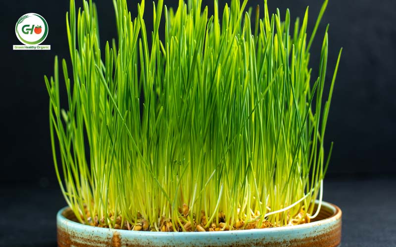 Lợi ích của cỏ lúa mì cho vật nuôi